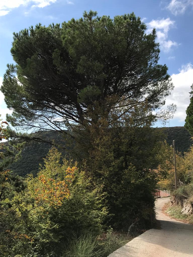 Image of Plot for Sale in Budva-Markovici-Montenegro, Image 6